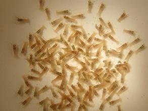 龙虾苗的工厂化繁育,万亩淡水龙虾苗种虾繁育基地