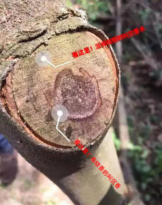 沉香线香术语与品评,关于沉香的100种术语