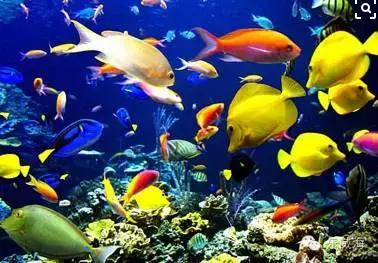 威海最全的宠物店汇总!喵奴汪主人还不速速收藏!