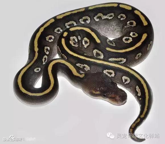 球蟒基因图鉴入门,球蟒基因品系大全