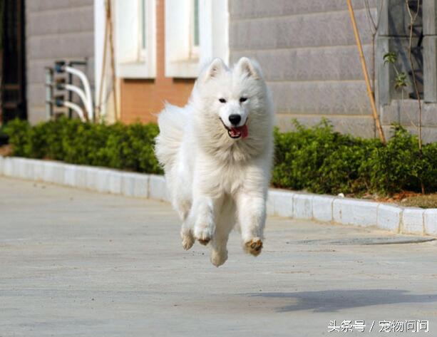 狗狗一直咬尾巴根部的处理办法,狗狗把尾巴咬出血还在继续咬