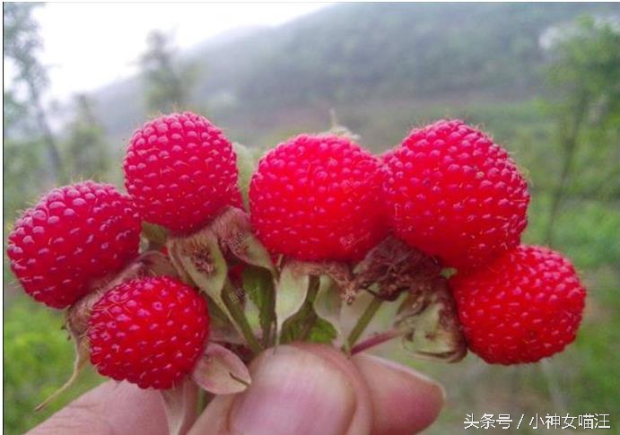 萌兔趁主人不在家偷擦口红?1秒变性感红唇,画面太辣眼了!