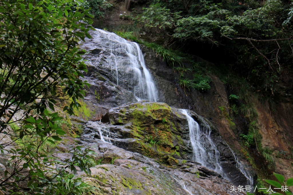 漫游天目山,探幽天目山森林之旅