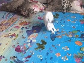 听说宠物兔是女神收割机但是兔兔不乖怎么办？