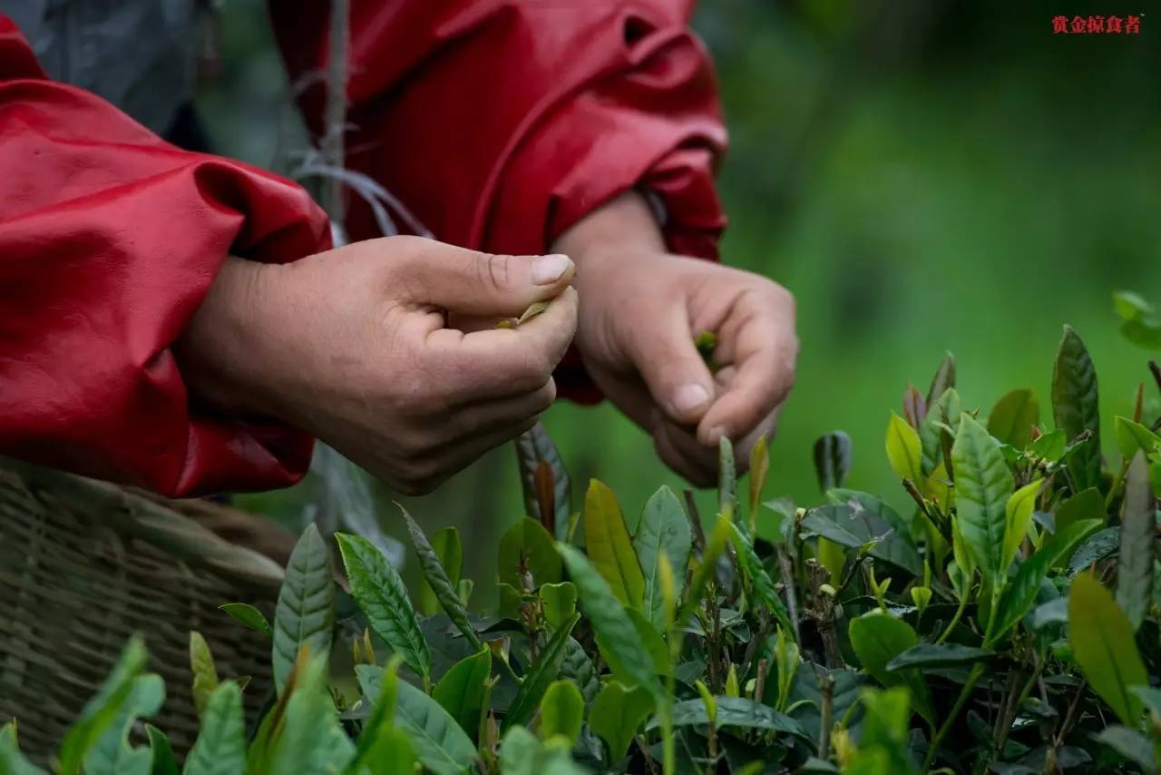 李明青藏特产,李明普洱茶