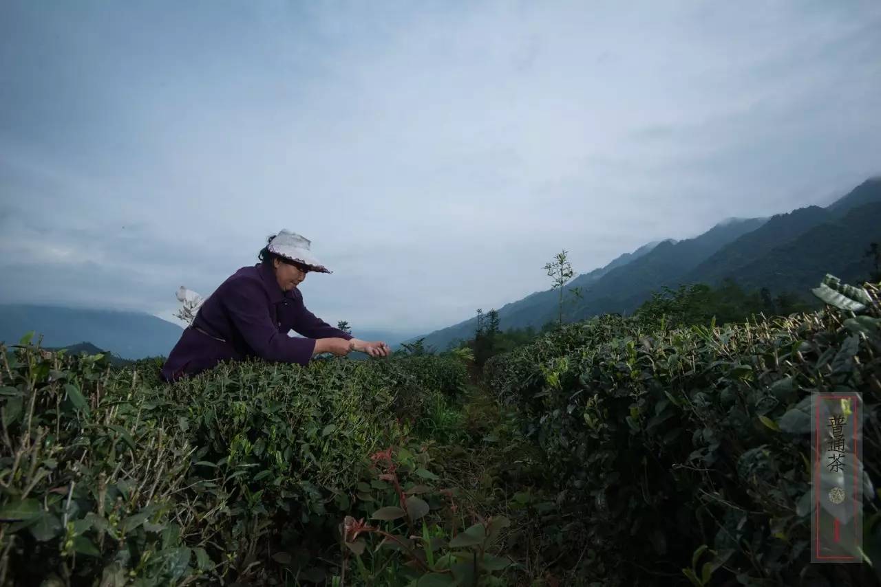 李明青藏特产,李明普洱茶