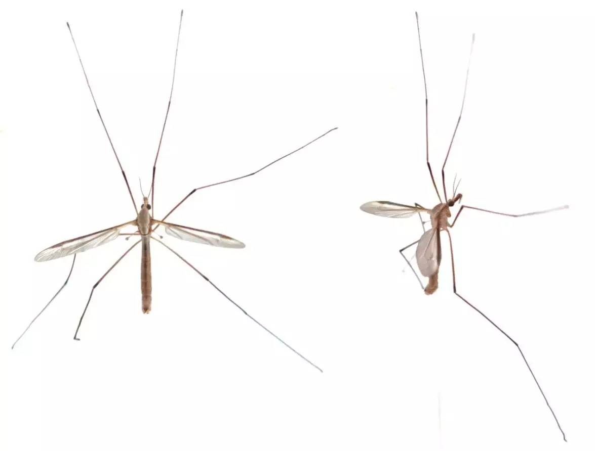 你对蚊子有哪些吐槽,你对蚊子的认识