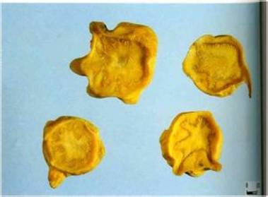 中药知识必学牡蛎,中药知识必学泽兰