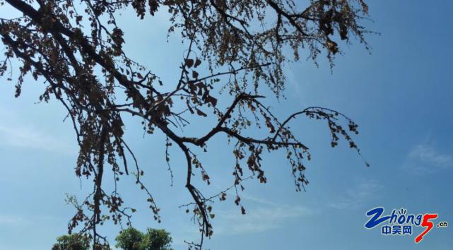 260岁的古树挂了6袋营养液打针挂水是热得中暑了？