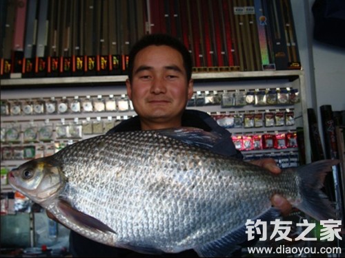 专门钓鲂鱼的技巧