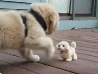 金毛能有多吃醋,金毛为什么容易吃醋