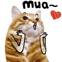 荷兰猪怎么才能养得好呢,最不好养的植物