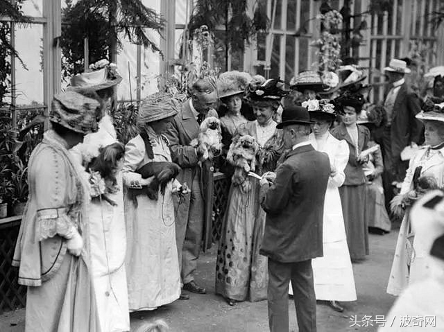 一群狗狗照片,82年的狗唯一一张的照片