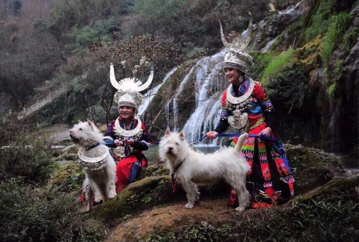 下司犬打猎最厉害的犬,下司犬国家名犬