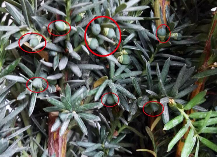 红豆杉裸根栽培视频,红豆杉苗木栽培技术