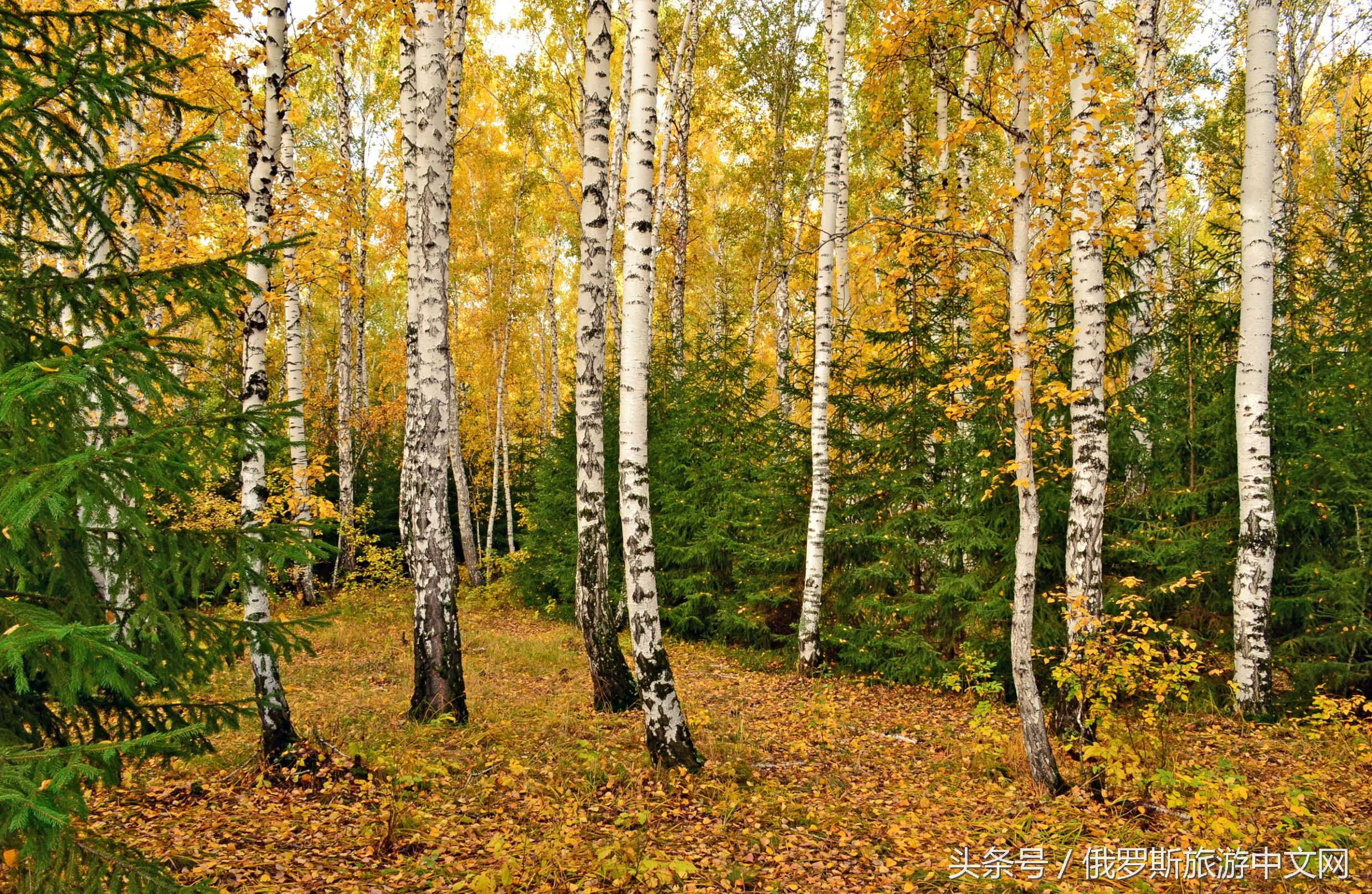 俄罗斯白桦林的四季风情