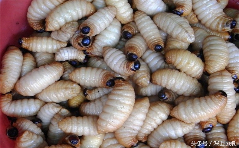 蛆虫吃法大全,肥肥的黑猪肉怎么吃