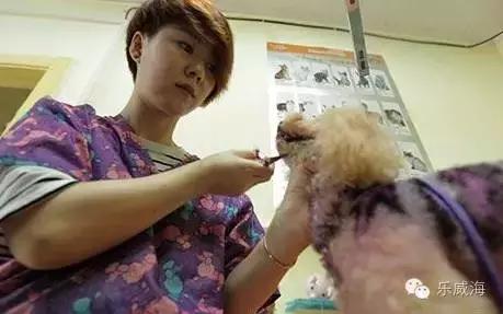 威海最全的宠物店汇总!喵奴汪主人还不速速收藏!