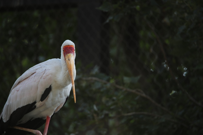 腾龙150-600g2镜头防抖模式详解,腾龙150-600镜头固件升级