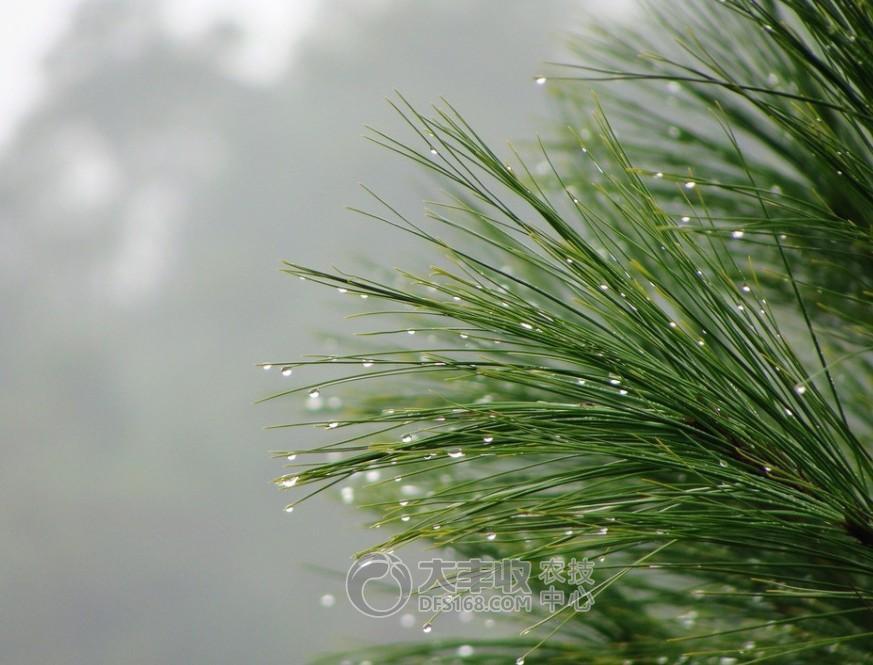 柑橘储藏的最佳方法,柑橘贮藏保鲜的八种方法果农必看