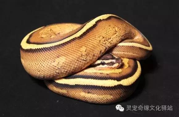 球蟒基因图鉴入门,球蟒基因品系大全