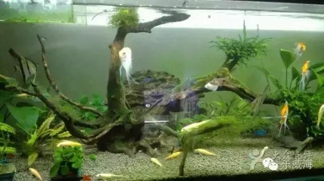 威海最全的宠物店汇总!喵奴汪主人还不速速收藏!