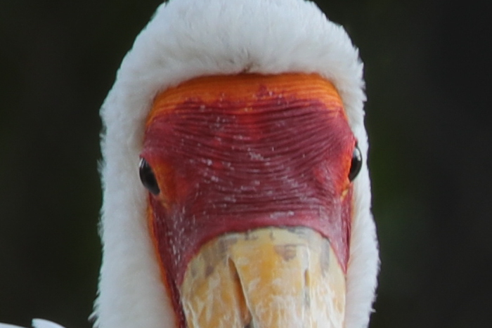 腾龙150-600g2镜头防抖模式详解,腾龙150-600镜头固件升级