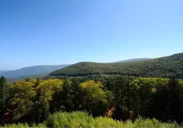 仙女山国家森林公园最美景色,仙峰国家森林公园千年红豆杉景区