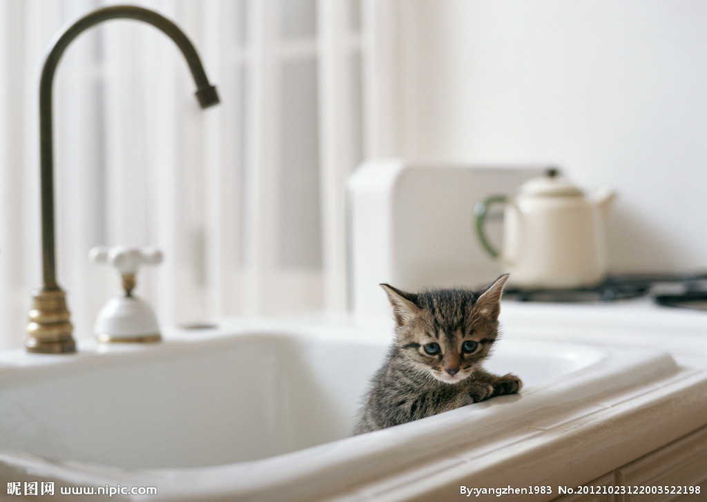 在家给猫咪洗澡用什么能洗干净,经常给猫咪洗澡会不会有寄生虫呢