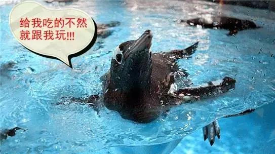 你以为他们在喂企鹅，其实他们在练腹肌