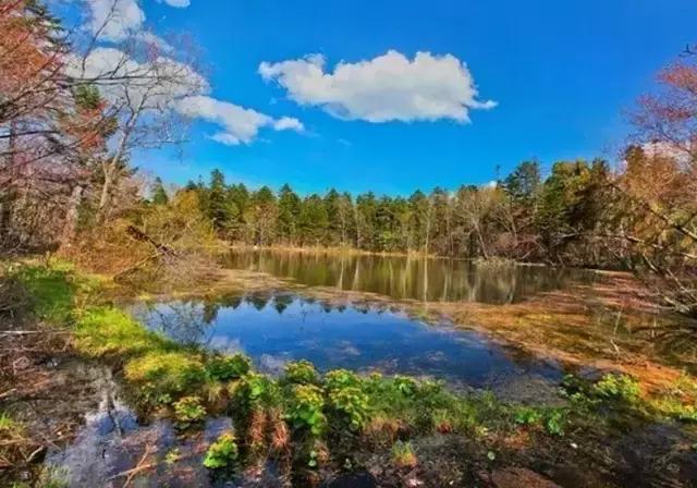 仙女山国家森林公园最美景色,仙峰国家森林公园千年红豆杉景区