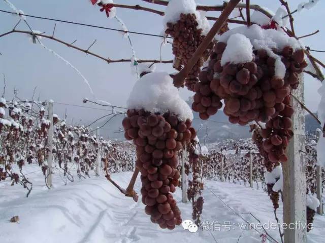 国内最好喝的冰酒,国内伏特加假酒多吗