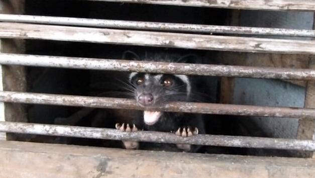 猫屎咖啡真相大揭秘,猫屎咖啡的真实生活