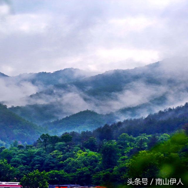 人工种植木耳与野生木耳区别,最简单的种木耳方法