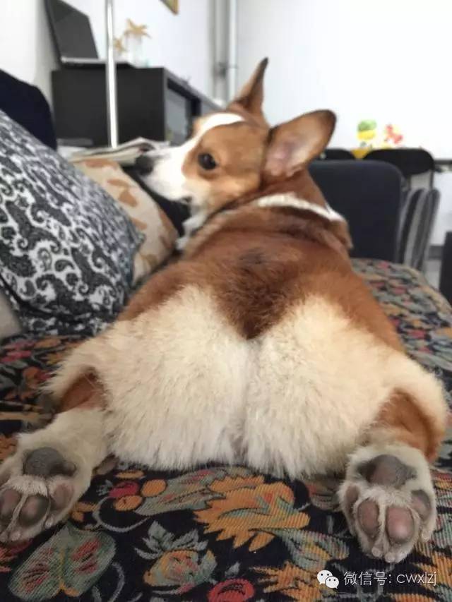 狗断尾什么意思,狗断腿有什么说法