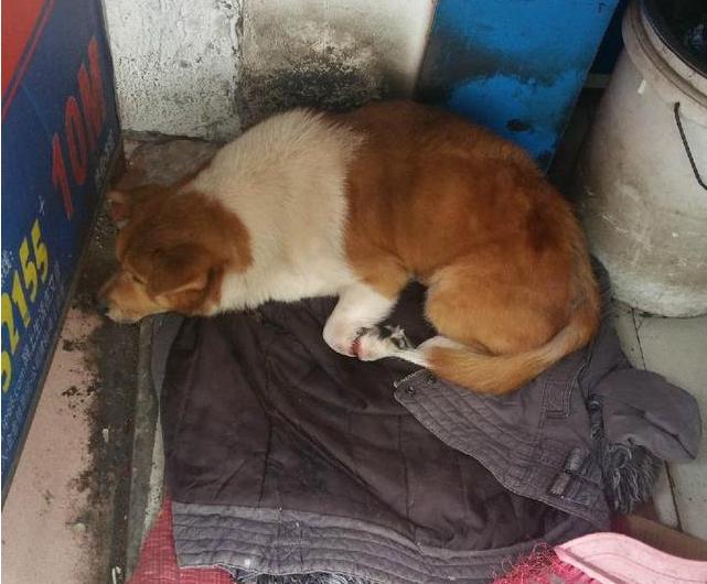 狗狗脚趾皮开肉绽，背后内情看哭众人！