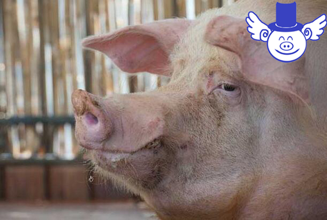 秋季怀孕母猪容易流产怎么办？懂得科学保健就不用怕了！