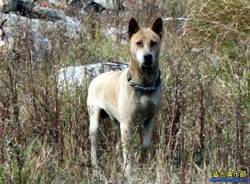 纯纯的土狗,纯纯的小土狗