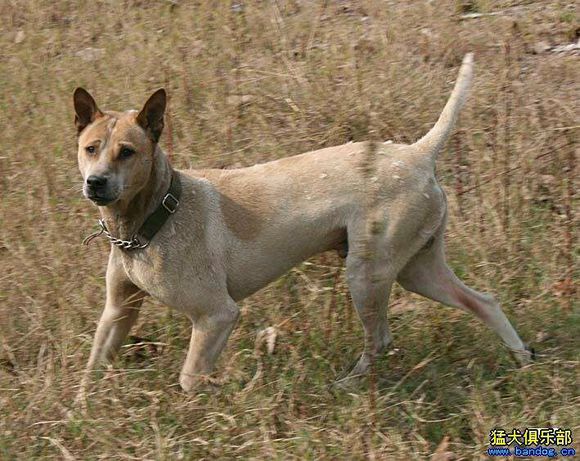 纯纯的土狗,纯纯的小土狗