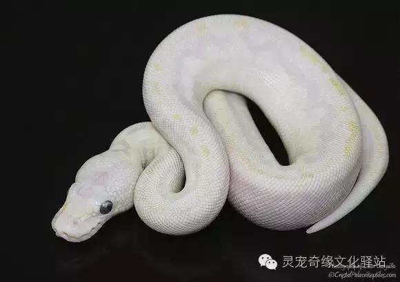 球蟒基因图鉴入门,变异球蟒图鉴