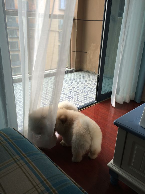 冬瓜南瓜！我家有一对松狮小活宝~