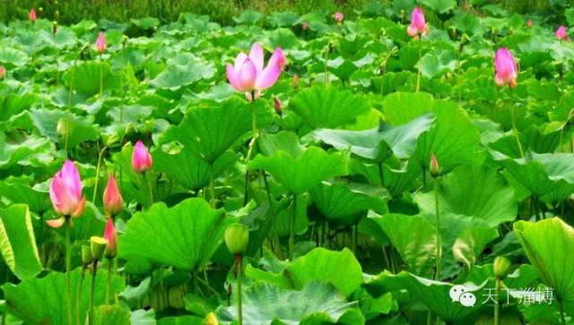 2022灞变笢鍚堟潙骞堕晣鍚嶅崟娣勫崥,2022灞变笢娣勫崥楂橀潚鍚堟潙骞堕晣鍚嶅崟