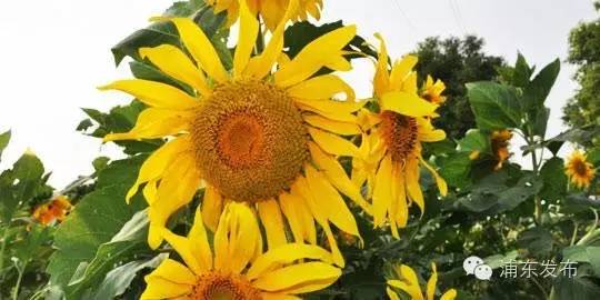 浦东的旅游攻略有哪些,浦东一日游免费景点有哪些