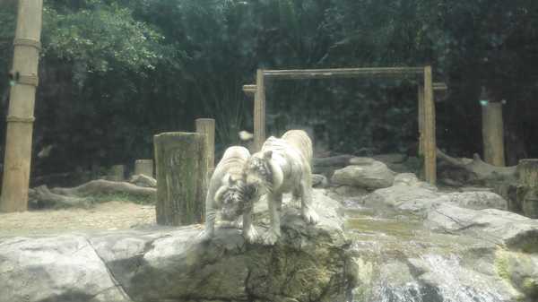 2017春节珠海广州长隆5日亲子游,广州珠海长隆五日游