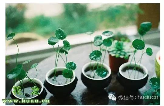 水培植物烂根了应该怎么处理,水培植物烂根补救方法