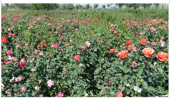 疆域风情玛纳斯,玛纳斯冰雪风情旅游季