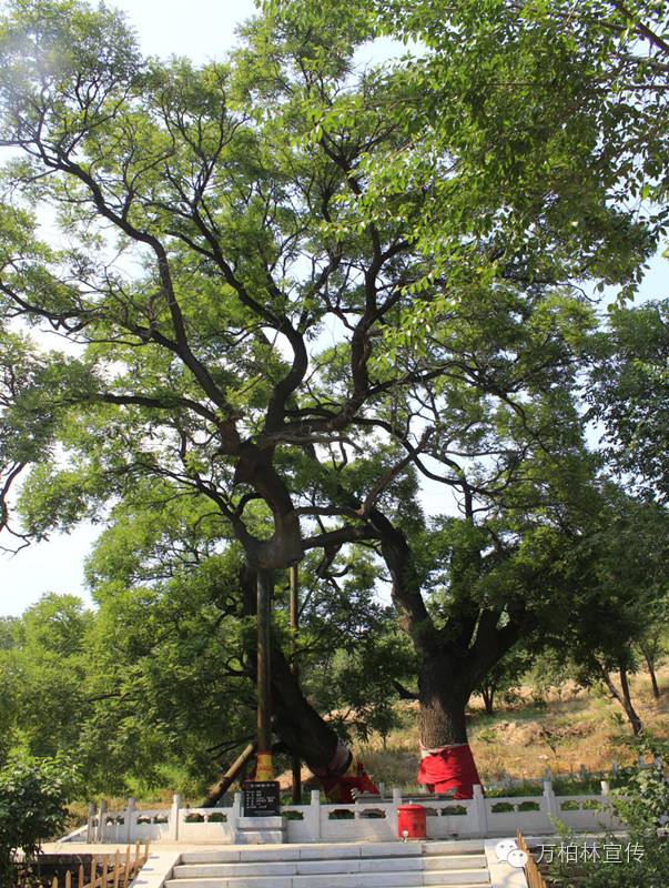 荐读际山枕水万柏林，钟林毓秀河之西（四）