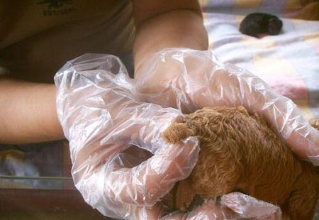 泰迪断尾对狗有好处吗,断尾和不断尾灰泰迪