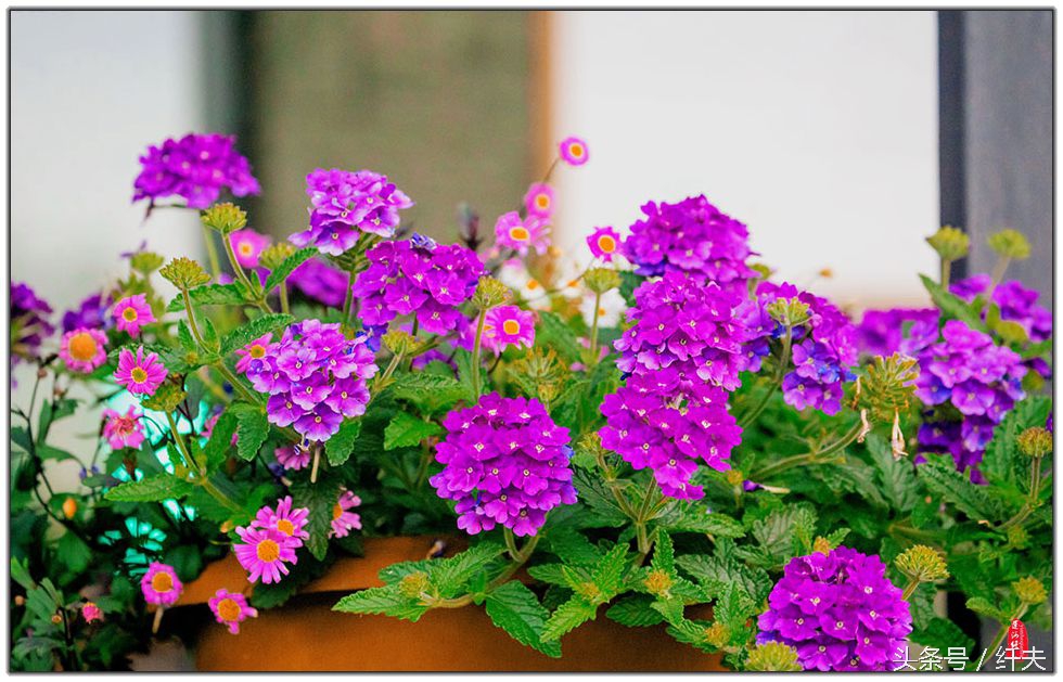 姹紫嫣红入夏来,姹紫嫣红等你来