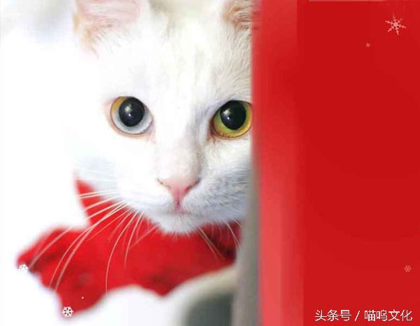 猫儿长相奇怪,猫儿眼特性